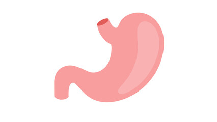 Vibrant human stomach anatomy illustration perfect for medical education resources or health publications engaging and informative design
