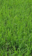 Green Rice Plants in Field

