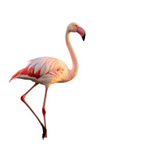 Obraz premium pink flamingo on white background