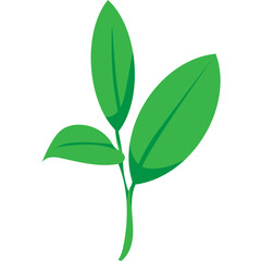 Green Tea Leaves