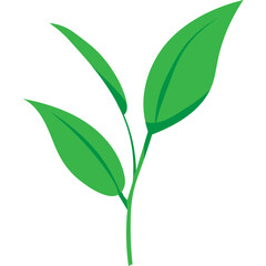 Green Tea Leaves
