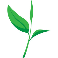 Green Tea Leaves