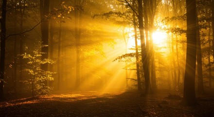 Forest bathed in golden light Dawn illuminates trees  fallen leaves
