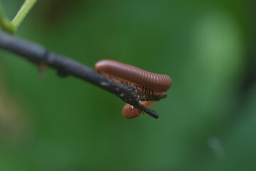 Millipede on a Branch A Close-up of a Brown Insect in Nature