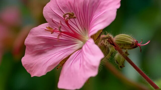 Close-up of a delicate pink wild geranium blossom with its petals and stem in a natural garden environment