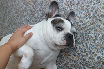 sleepy French bulldog or groping dog , tame dog or touching dog