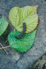 a black caterpillar on a green leaf