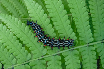 a black caterpillar on a green leaf