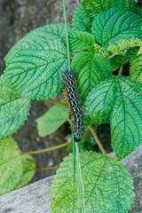 a black caterpillar on a green leaf