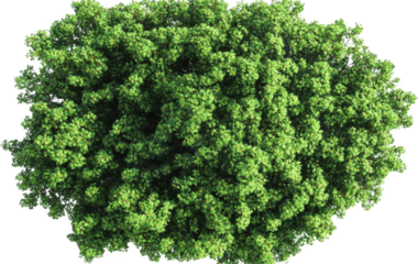 Dense Canopy of a Large Tree from Above