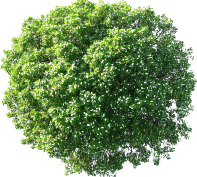 A Lush Green Tree Crown Viewed from Above