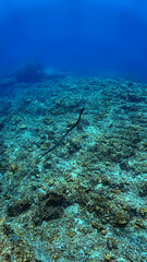 Underwater photo of a Banded Sea Snake, Krait at a coral reef. From a scuba dive in Koh Lanta, Thailand.