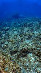 Underwater photo of a Banded Sea Snake, Krait at a coral reef. From a scuba dive in Koh Lanta, Thailand.