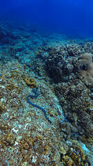 Underwater photo of a Banded Sea Snake, Krait at a coral reef. From a scuba dive in Koh Lanta, Thailand.