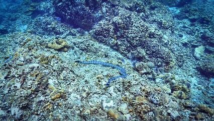 Underwater photo of a Banded Sea Snake, Krait at a coral reef. From a scuba dive in Koh Lanta, Thailand.