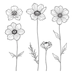 Minimalist anemone flower line drawing black and white
