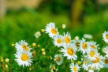 Fototapeta premium Colorful wildflowers in a grassy meadow in a sunny springtime, Almere, Flevoland, The Netherlands, May 13, 2025