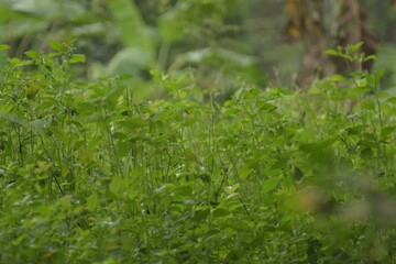 Lush Green Plants in the Wild