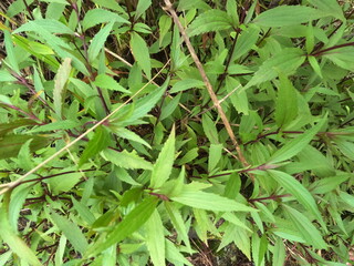Lush Green Plants in the Wild