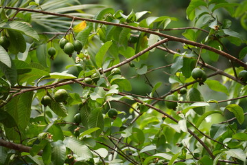 Green guava on guava tree branches