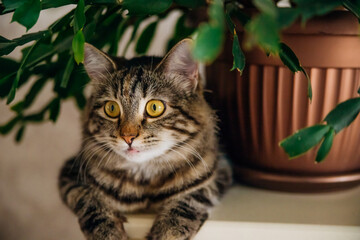 A domestic grey tabby cat sits on a shelf next to indoor plants. Cozy home background with a pet fluffy pet.