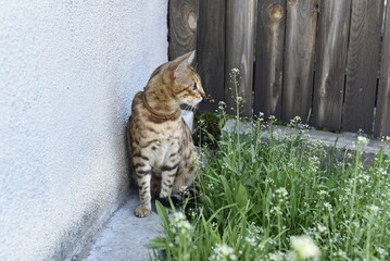 Bengal cat sits in grass in spring , pet outdoors 
