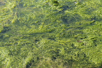 An Area of Green Seaweed in a Shallow Ocean Pool.