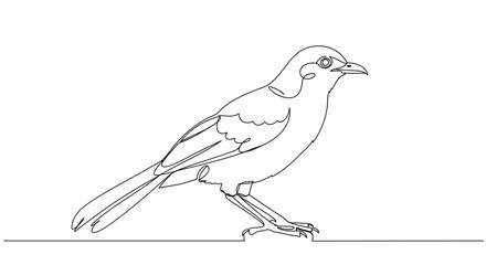 Fototapeta premium Bird illustration in linear style with minimalist design 