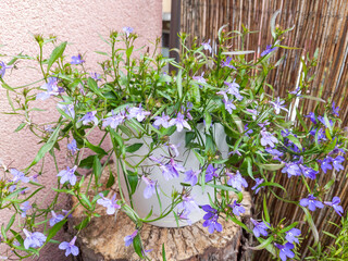 White pot filled with blooming light purple Lobelia flowers, placed on a weathered wooden stump against a textured wall and bamboo fence.