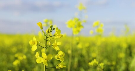 Rape blossoms. Blooming rapeseed fields. Yellow canola flowers swaying in the wind. - Powered by Adobe