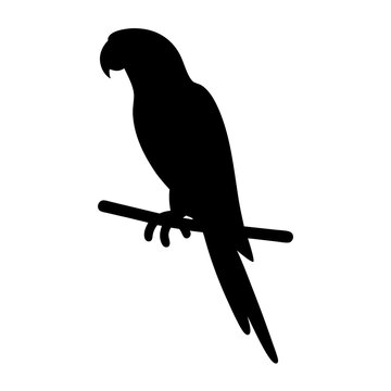 parrot animal black silhouette icon - designs for jungle animals parrot Safaris, wildlife, rainforest, vector on a white transparent.