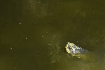 pond turtle floating on water suface in pool in garden