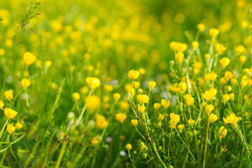 Un campo fiorito in primavera, in Italia