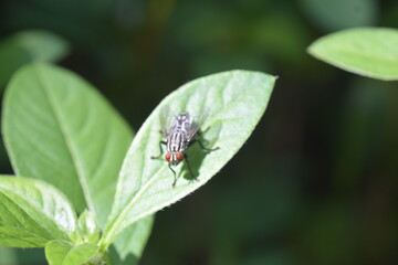 A close-up photograph of a housefly on a green leaf