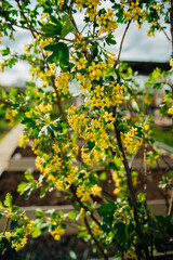 A blackcurrant bush during flowering. An ornamental shrub with yellow blossoms, fragrant, with green leaves.