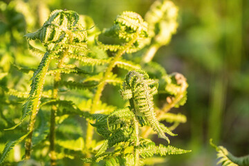 Ferns opening up in spring