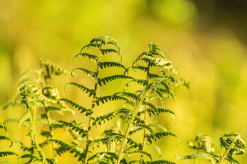 Fern leaves in the forest