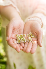 Branch of a blossoming flowers in a woman's hands. Spring blossom