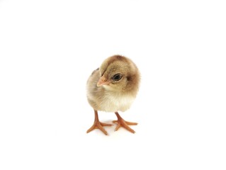 Obraz premium Brown chick isolated on white background 