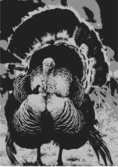 Stylized black and white illustration of a turkey.  Perfect for Thanksgiving designs, posters, or rustic-themed projects. High-resolution image.