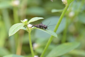 Cricket resting on a green leaf in its natural habitat