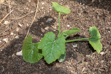 Courgette plant leaves growing in spring