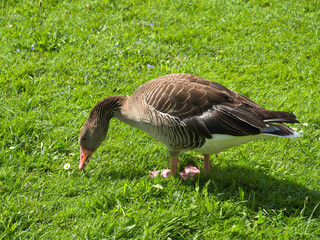 Graugans frisst Gras
