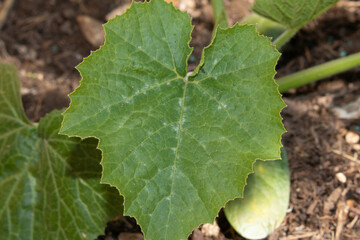 Courgette plant leaves growing in spring