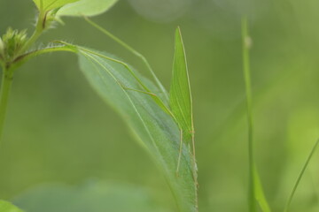 Green Grasshopper on a Leaf