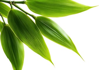 Obraz premium Vibrant green bamboo leaves