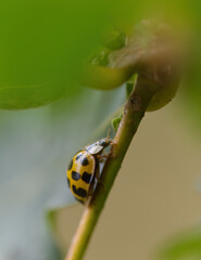 yellow beetle with black dots climbing up a stalk, green background, yellow Psyllobora crawling up the stalk, twenty-two spot ladybug