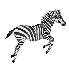 Watercolor Realistic Zebra without background.