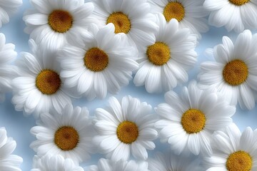 Fototapeta premium Beautiful white daisies on a soft blue background