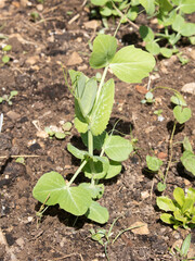 Mange Tout Sugar Pea Seedling germinating baby plant growing on a vegetable patch